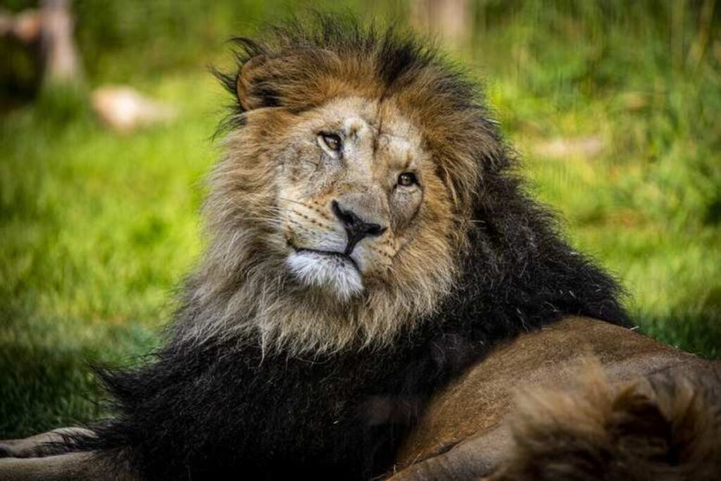 AfricanLion Baruti Aug 4 2021 1 Hi Res 1200x0 c default 1024x684