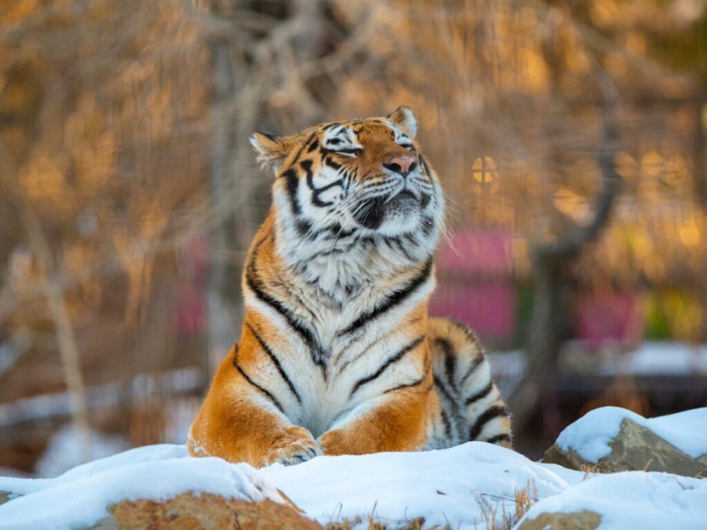 AmurTiger Sarma Dec 2021 1 1 1200x0 c default 1024x768