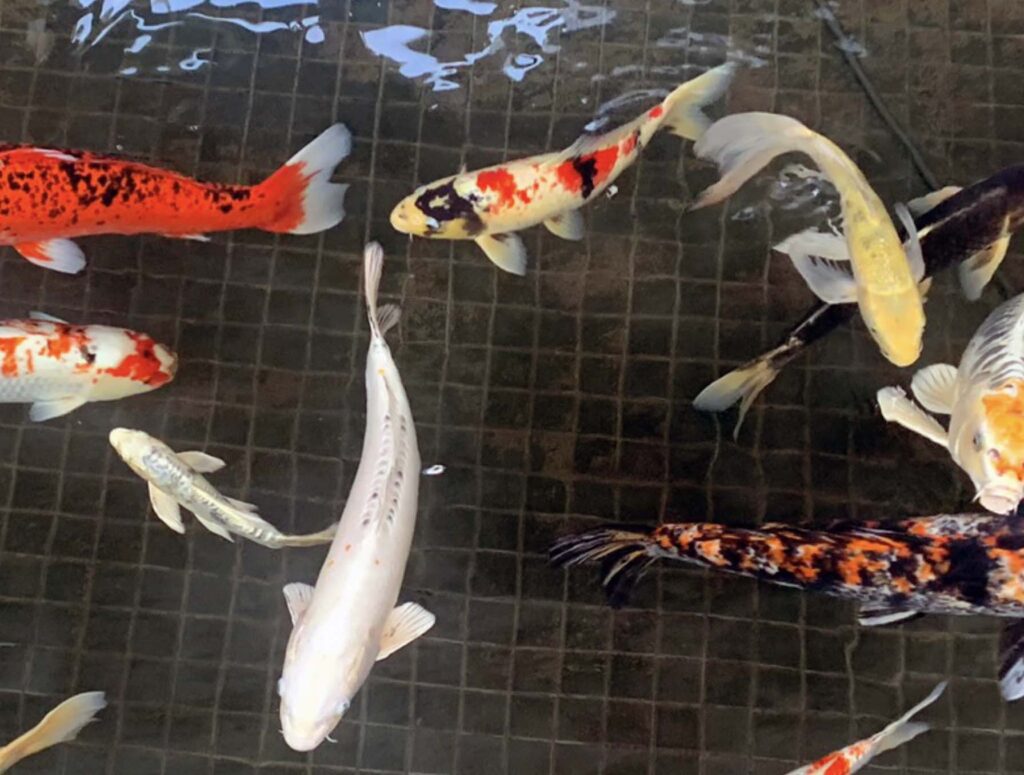 Screenshot 2026 01 09 at 12.28.03 AM 1024x775